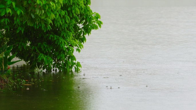 春雨、淅淅沥沥的小雨