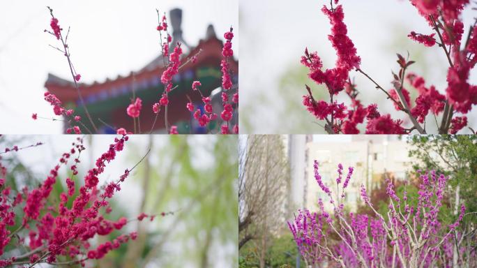 红碧桃花盛开唯美空镜