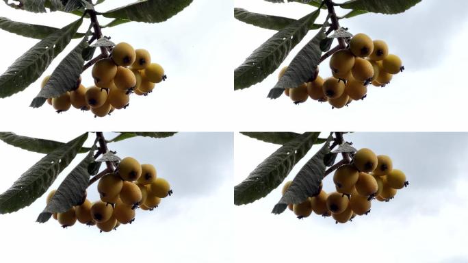 枇杷熟了树上成熟的枇杷果金丸芦枝卢桔卢橘