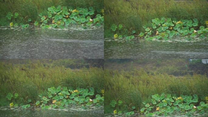 荷花芦苇雨中风雨池塘