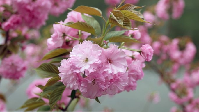 4K樱花 春 花  春天 开花