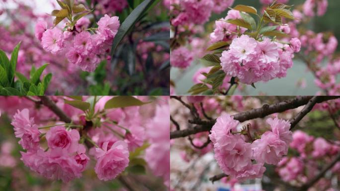 4K樱花 春 花  春天 开花