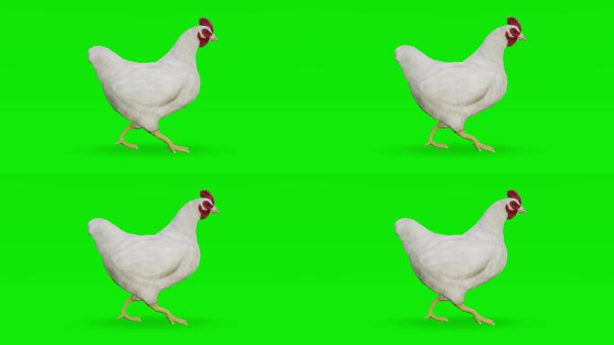 绿色屏幕上行走的小鸡