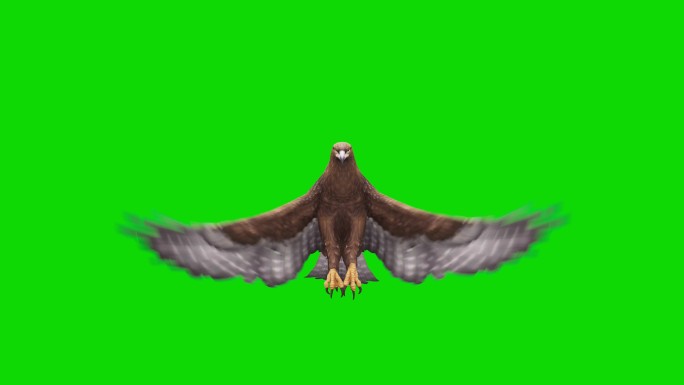 绿色屏幕上的鹰飞翔动画