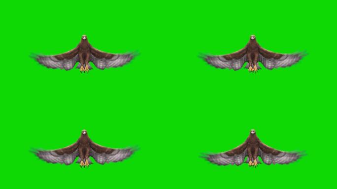 绿色屏幕上的鹰飞翔动画