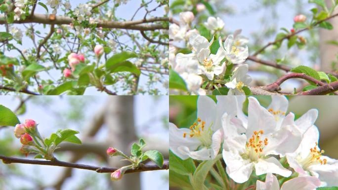 苹果树发芽开花