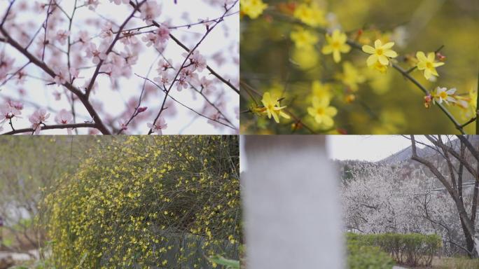 春季春景杏花开踏青温暖