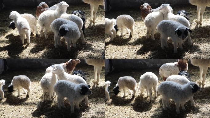 羊圈里吃草的小羔羊