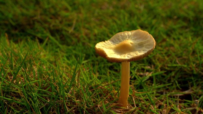 阳光照耀草地蘑菇菌类自然生长