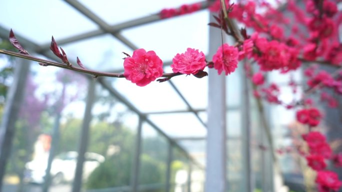 春天来了春天的小清新花花草草绿色