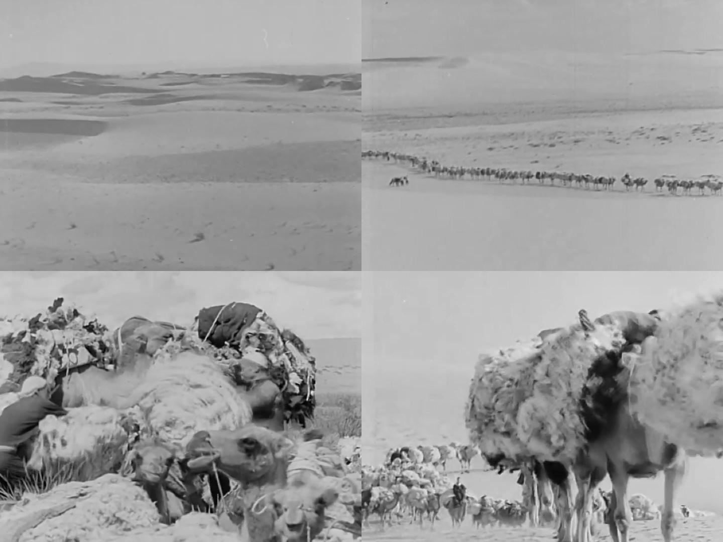 上世纪沙漠驼队