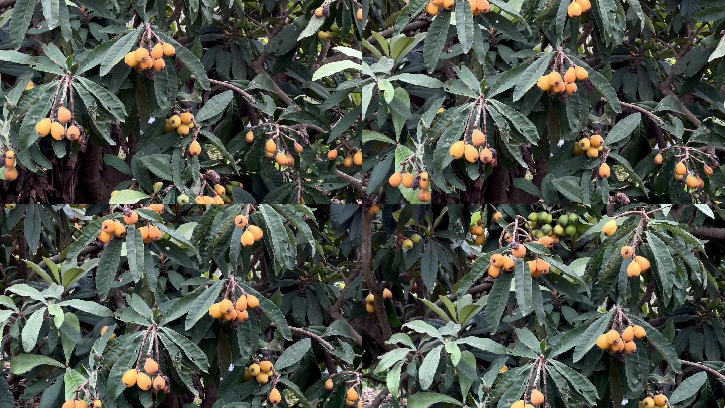 枇杷熟了树上成熟的枇杷果金丸芦枝卢桔卢橘