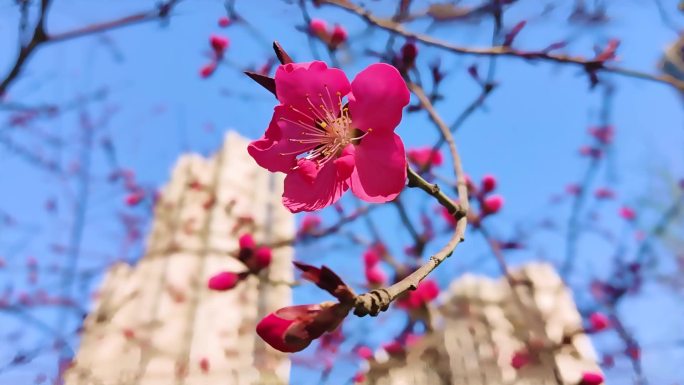 春天盛开的花朵（红花）