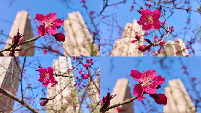 春天盛开的花朵（红花）