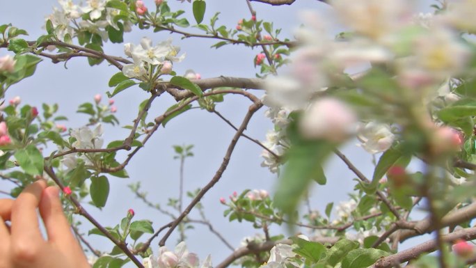 苹果树花期