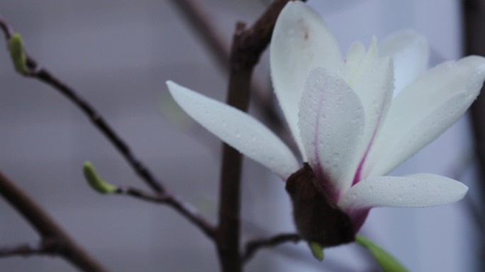 枝头盛开的白玉兰花