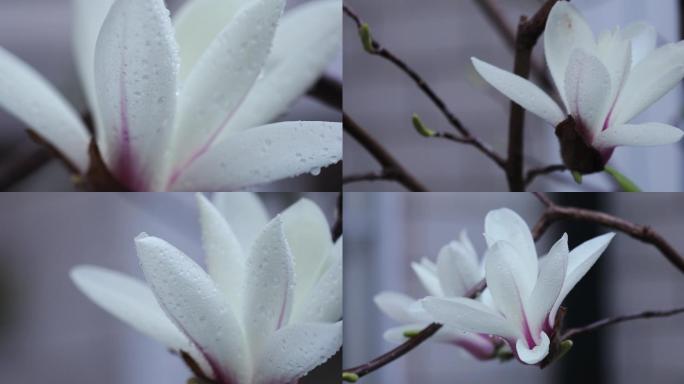 枝头盛开的白玉兰花