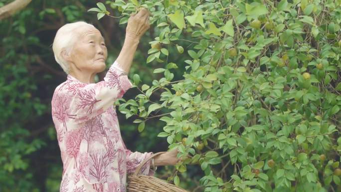 慈祥和蔼的老奶奶采摘山茶果油茶果