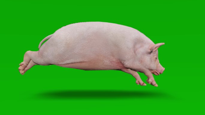猪在绿色屏幕上奔跑