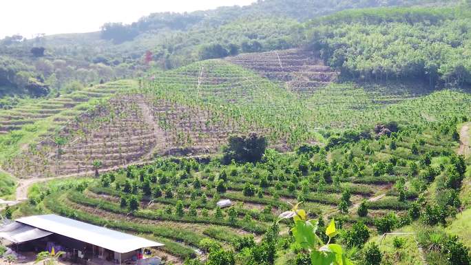 凤梨种植基地