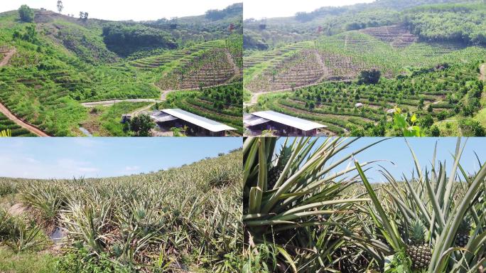 凤梨种植基地