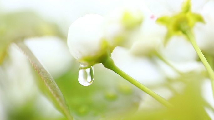 初春大自然雨滴水滴落下空镜
