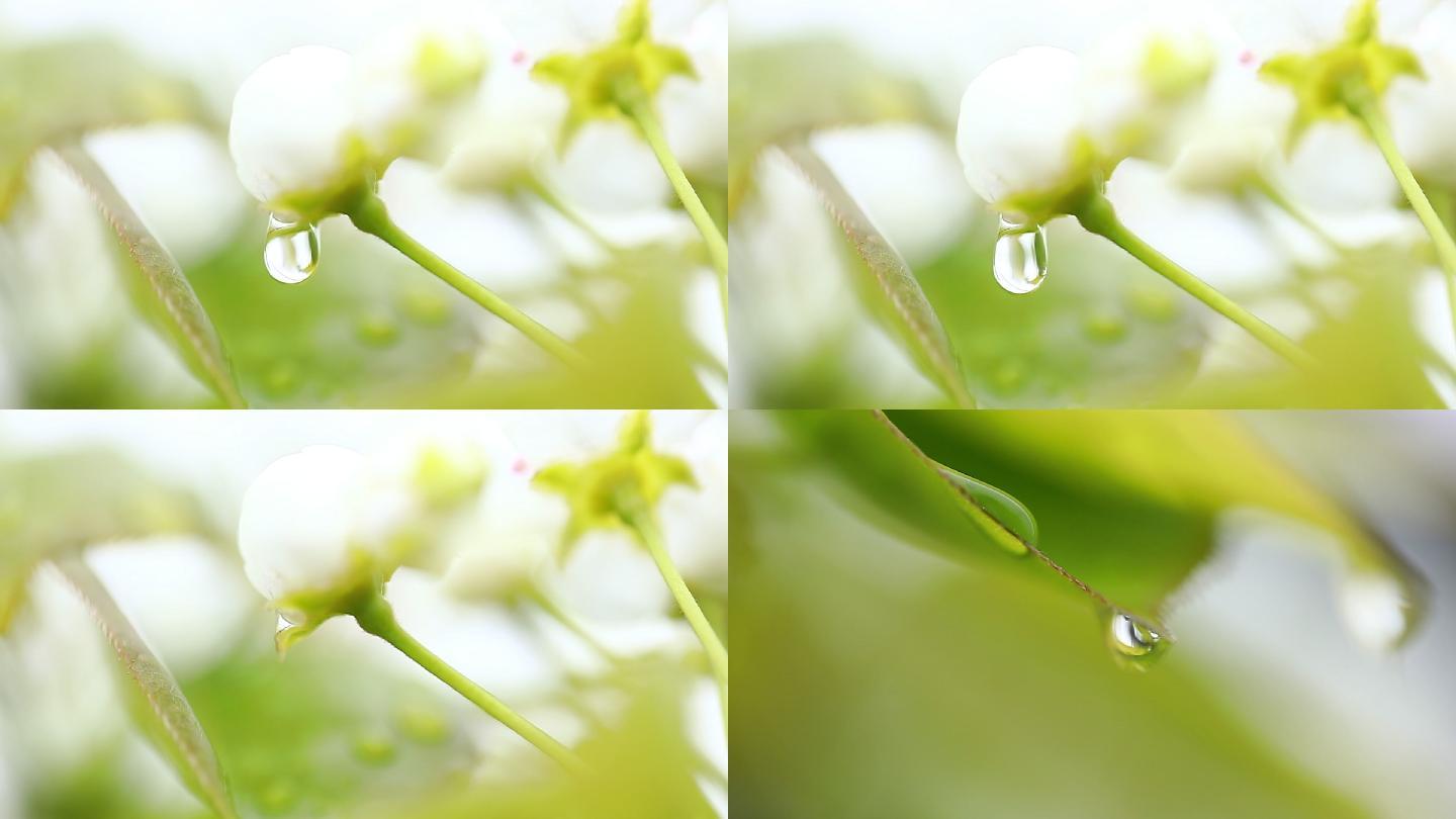 初春大自然雨滴水滴落下空镜