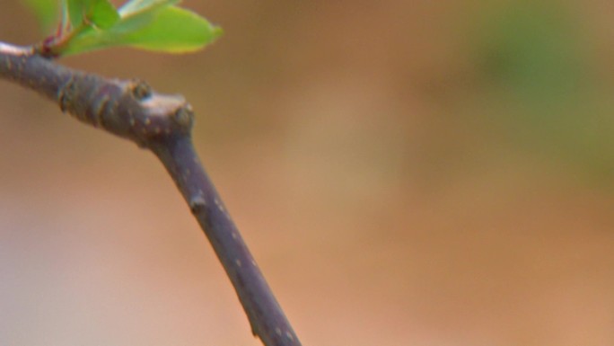 苹果树发芽开花