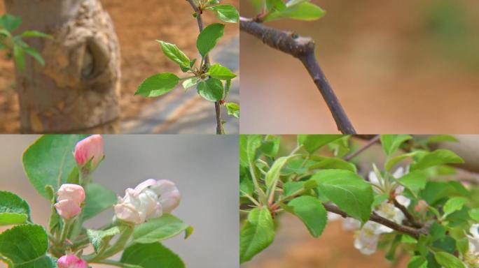 苹果树发芽开花