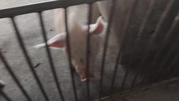养殖户 白猪 猪圈 参观猪舍 铁栅栏