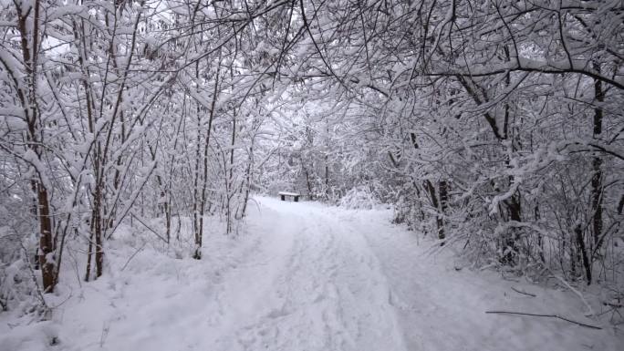 雪景冬季雪花下雪雾凇风景