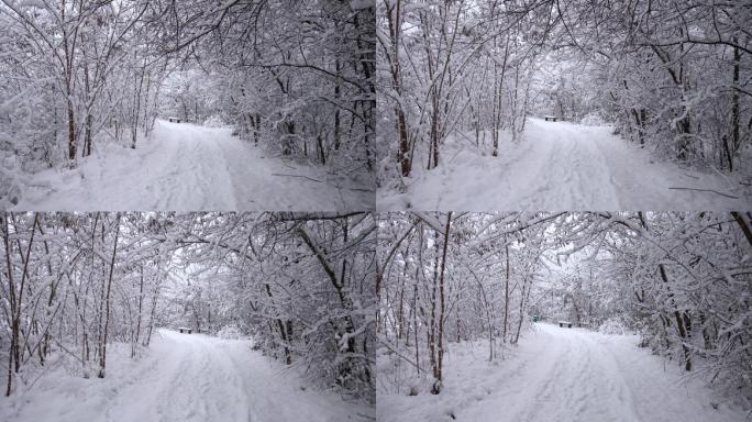 雪景冬季雪花下雪雾凇风景