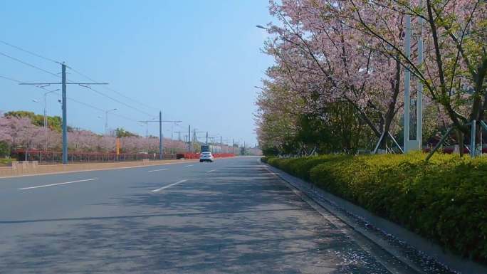 太湖大道樱花树下骑行