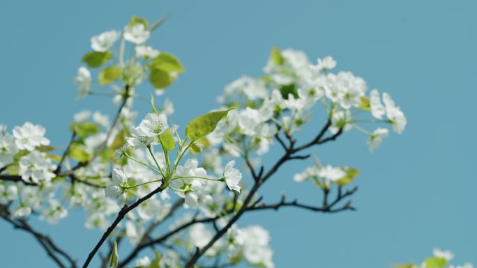 春天 开花 梨花