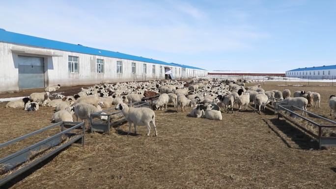 养殖场里的羊群