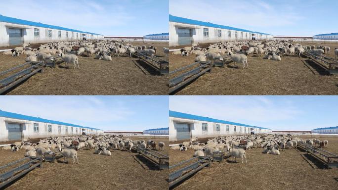 养殖场里的羊群