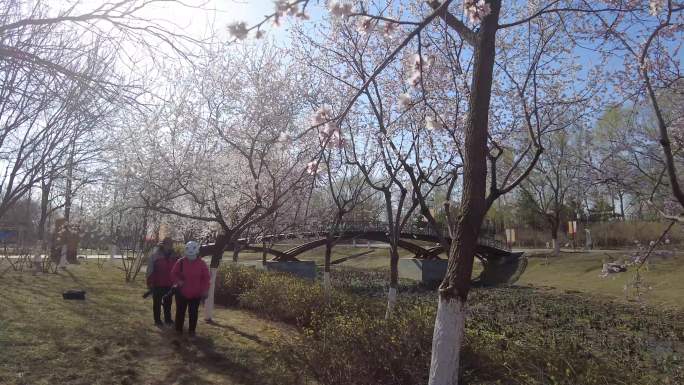 春游春天的柳树游园游人拍照摄影骑行挑花