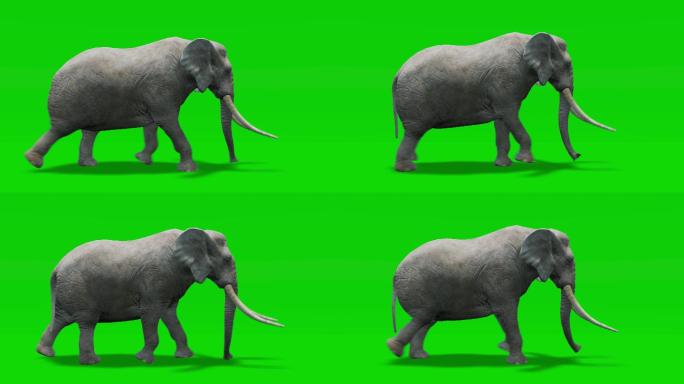 大象奔跑动画绿屏绿布绿幕抠图后期抠像