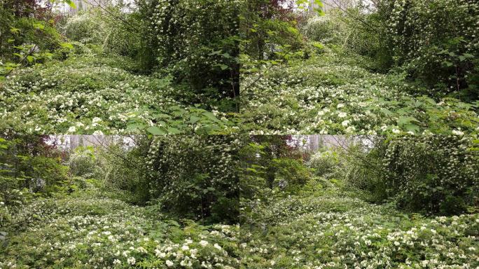 成都城市绿化七里香开花白蔷薇绿野仙踪航拍