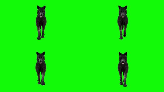 绿色背景前的黑狼小狗