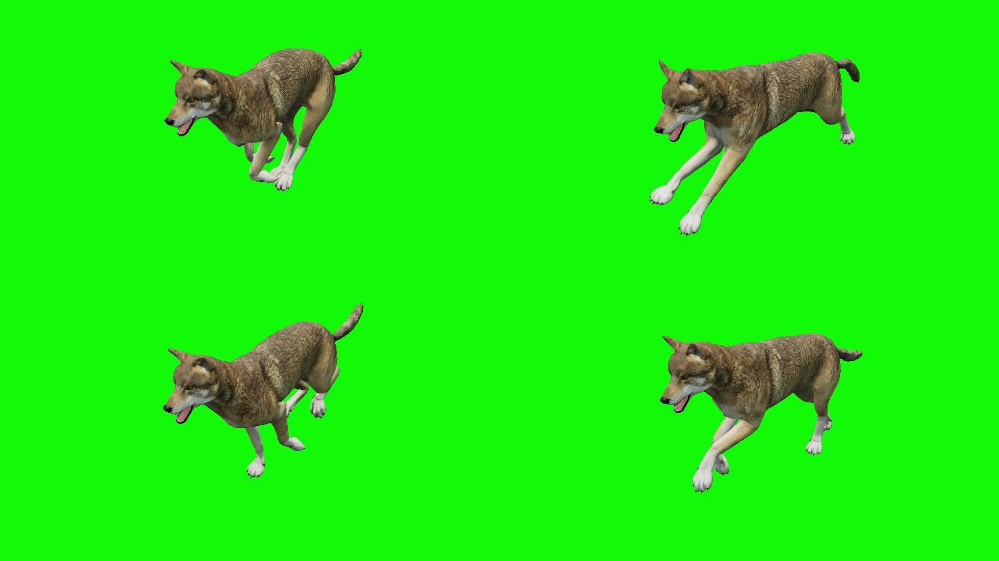 绿色背景前的狼3D元素可循环
