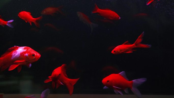 鱼 观赏鱼 金鱼 黑背景 红
