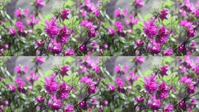 春日雨天紫色杜鹃花