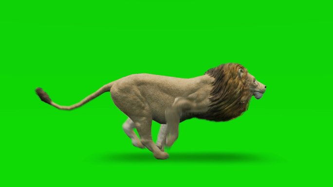 绿色屏幕上的狮子奔跑动画