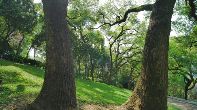 唯美阳光树林草地