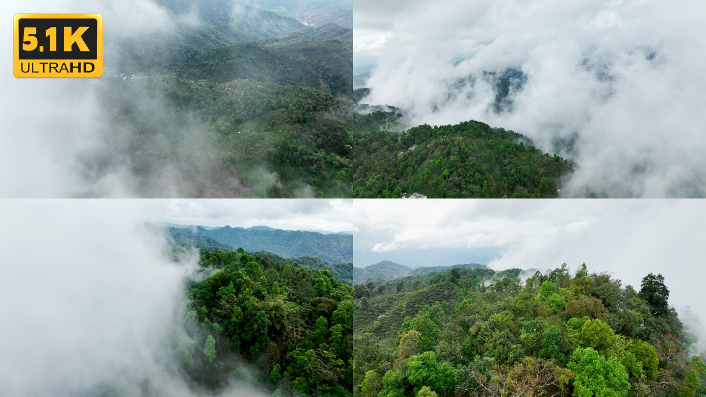 【5K】茶山云海风光，云雾中的版纳雨林