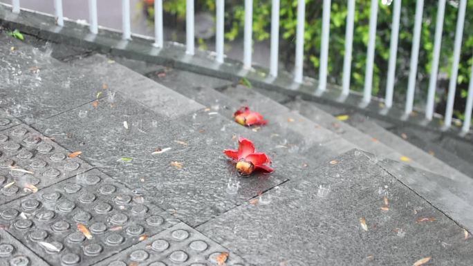 雨中落地的木棉花实拍