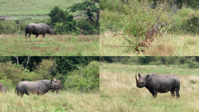 东非动物迁徙 — 犀牛 4K
