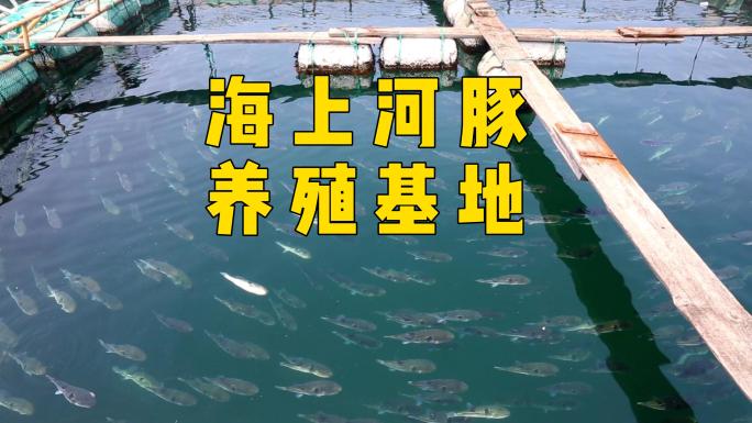 山东海上河豚养殖基地、河豚养殖