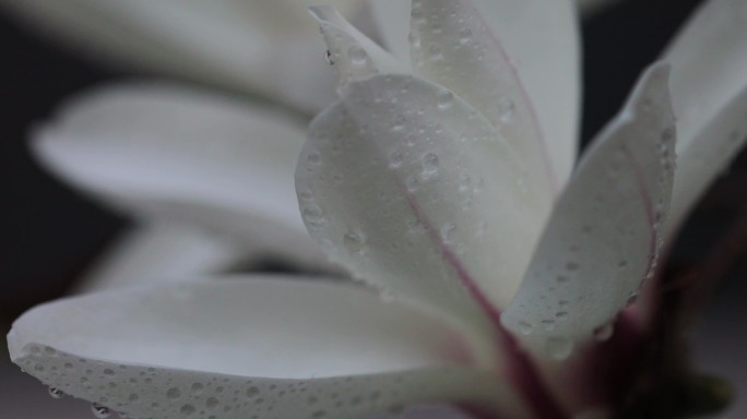 雨后的玉兰花局部特写